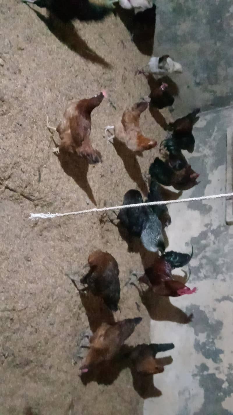  گولڈن مشری مرغیاں – صحت مند اور ایکٹیو انڈے دینے والی 0