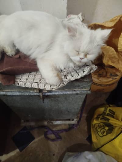 Female Persian Cat