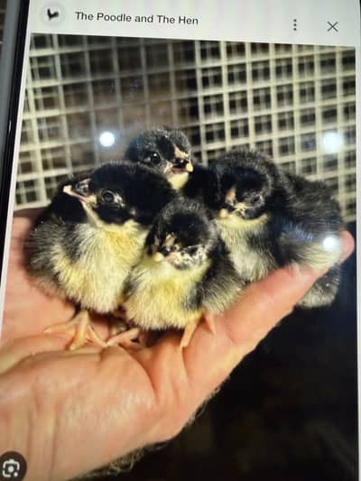 Pure astralop breed chicks hens Rosters and eggs +92 301 7452825