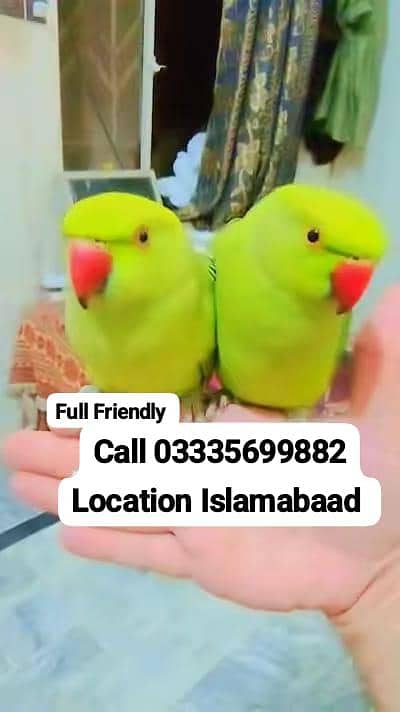Single 5500 Hand Tamed Friendly Green Ring Neck Parrots Male/Female