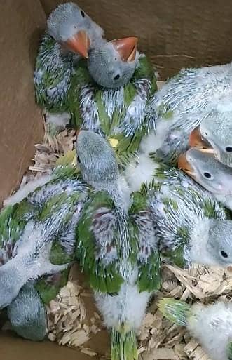Pahari  parrot chiks ring birds rshould covered home breed