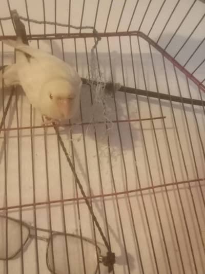 albino red eyes male