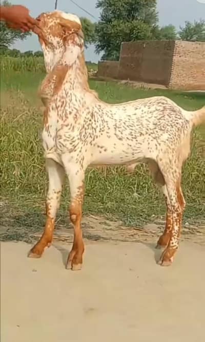 qurbani ke liye makka chini Bakra for sale. 03298995343