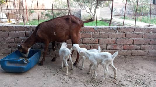 Teddy Goat | Bakri | Teddy Goat kids for sale