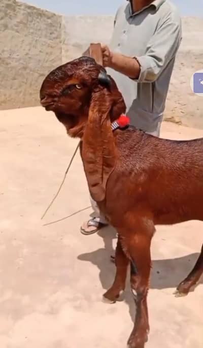 qurbani ke liye desi bakra for sale. 03298995343