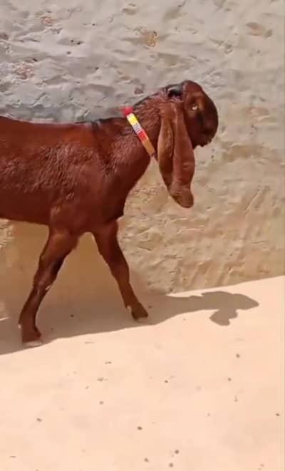 qurbani ke liye desi bakra for sale. 03298995343