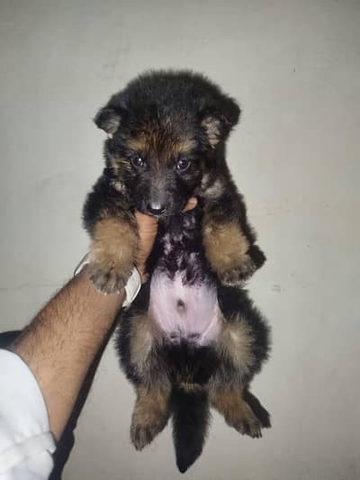 German shepherd Long Coat male puppy| 2 coat | Gsd|