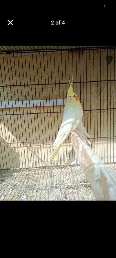 Common white Cocktails