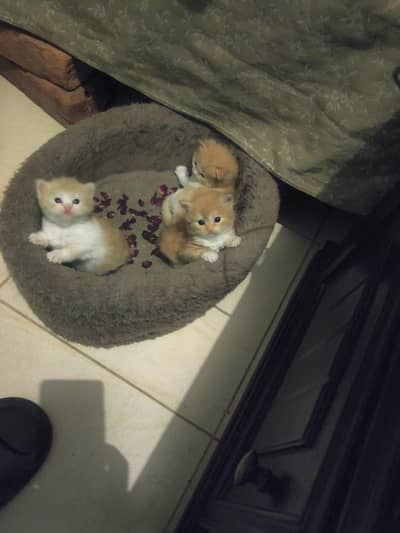 Persian kittens 3 all male