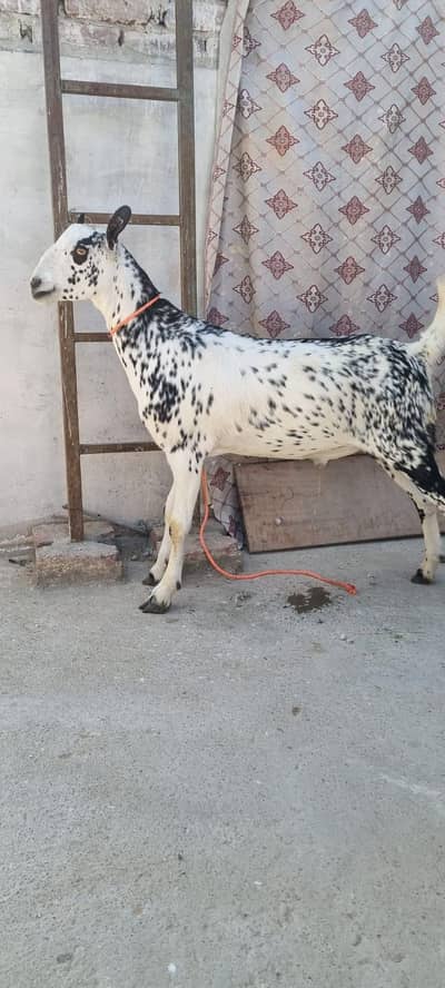 Barbari khassi bakra 2026 qurbani.