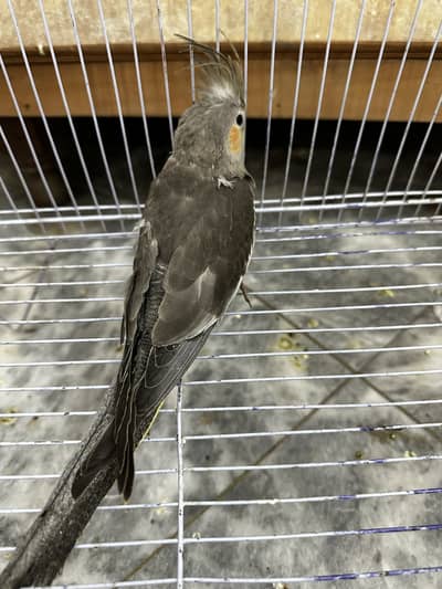 Different birds for sell with different prices