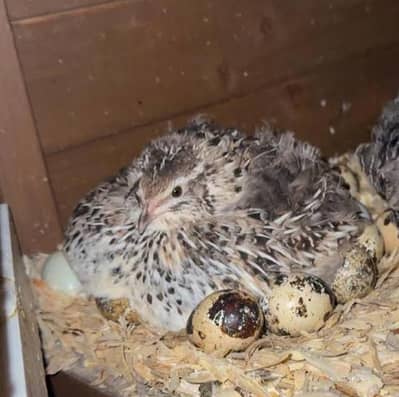 100% Fertile Batair eggs available per egg RS:15 WHATSAPP 03032766741