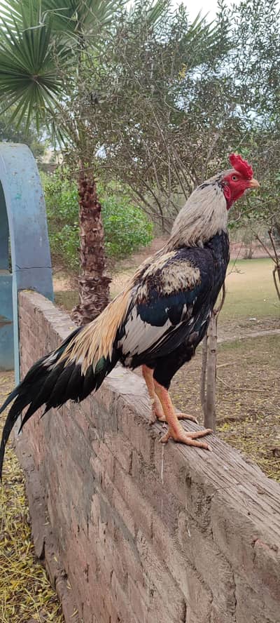 aseel murgha Whatsapp number 03355360100