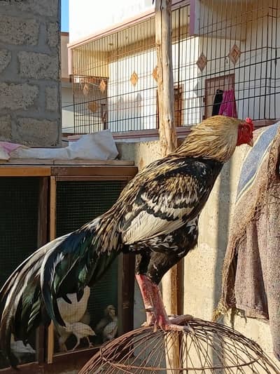 sathmora -jawa-muskhi madi