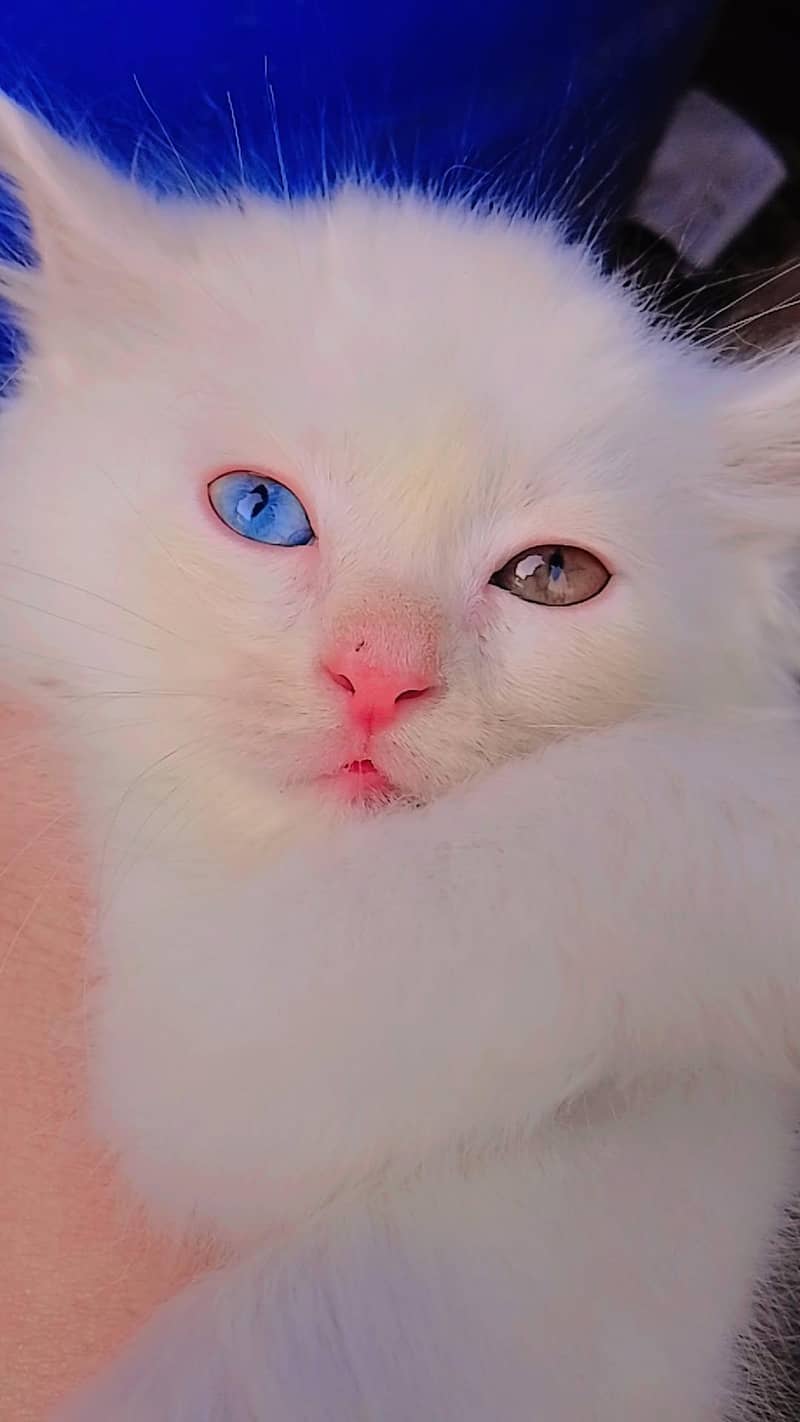 triple coded kitten 0