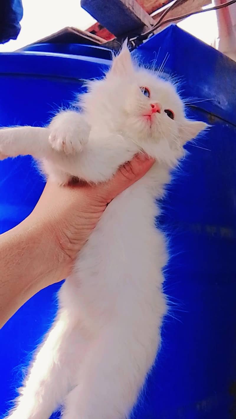 triple coded kitten 1