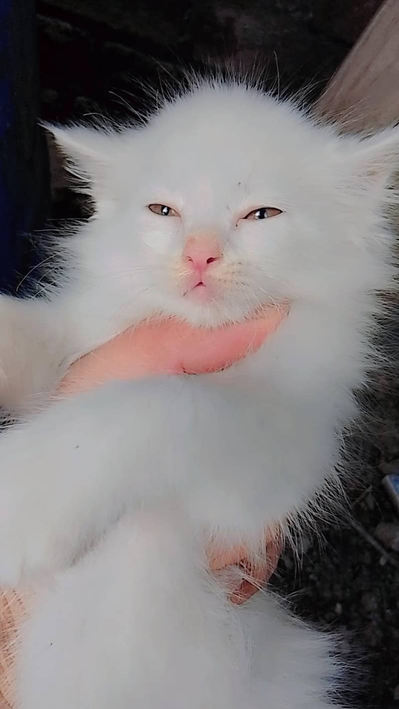 triple coded kitten 3