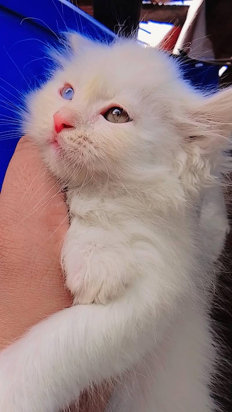 triple coded kitten 4