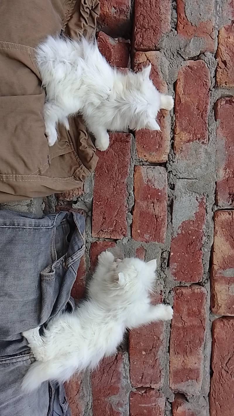 triple coded kitten 5