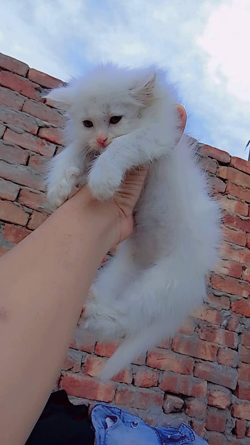 triple coded kitten 6