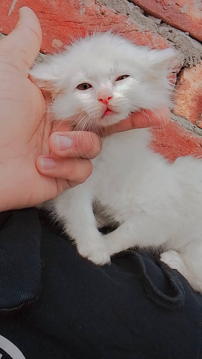 triple coded kitten 8