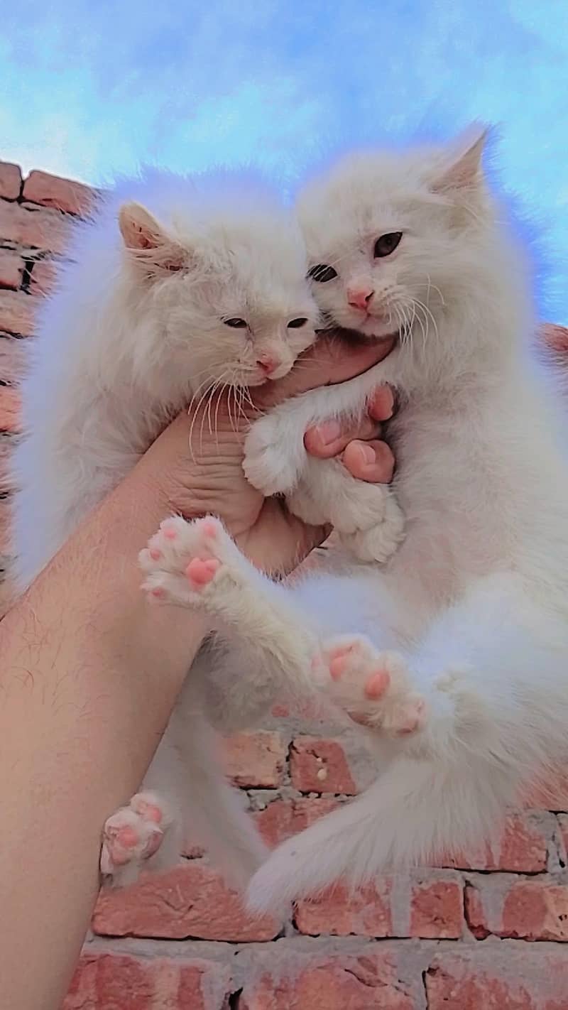 triple coded kitten 10