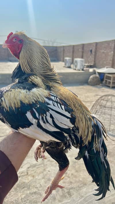 Aseel Chandoor Murgha available for sale