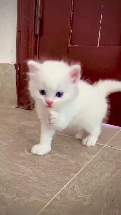 Persian kitten for sale 0340,0095664 my WhatsApp number
