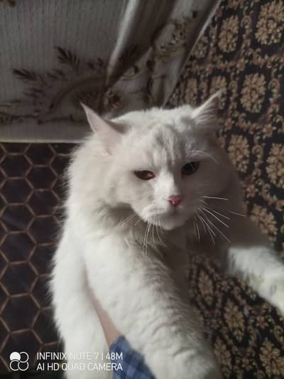 Russian cat oad eyes male for sale 100 percent breeder cat  washroom
