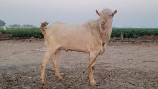 teddy goats for sale breeder