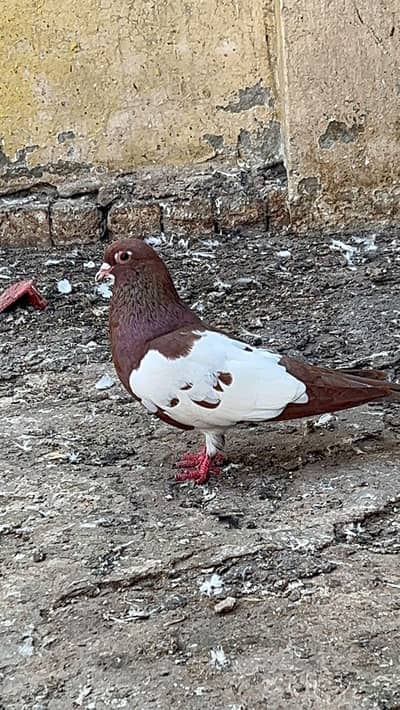 lal khal mall bereder 2 pair for Sal