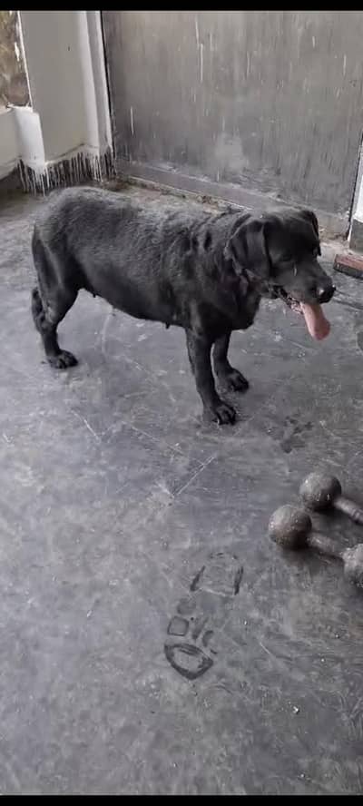 I want to Sale British Labrador female apple head breeder female