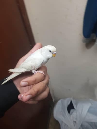 Cage For Sale  1.5 By 2 All Okay Good  Condition  11 Number Wire