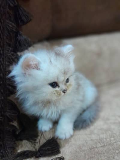 2months kitten female vaccinated