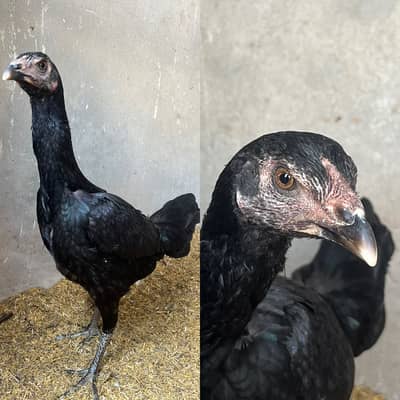 Aseel thai burmi Females