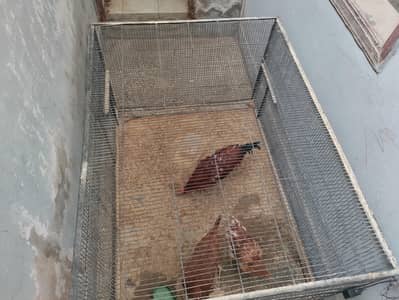 cage with 3 hens 2 hens and 1 chicken