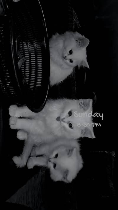 Persian 3 cats Kitten Available