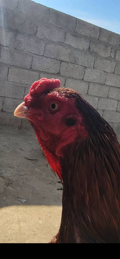 Mianwali aseel and Indian thikar