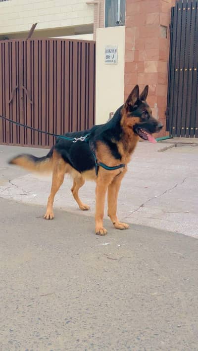 German Shepherd Stock Coat Stud Available