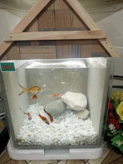 hand made luxury equarim full glass body