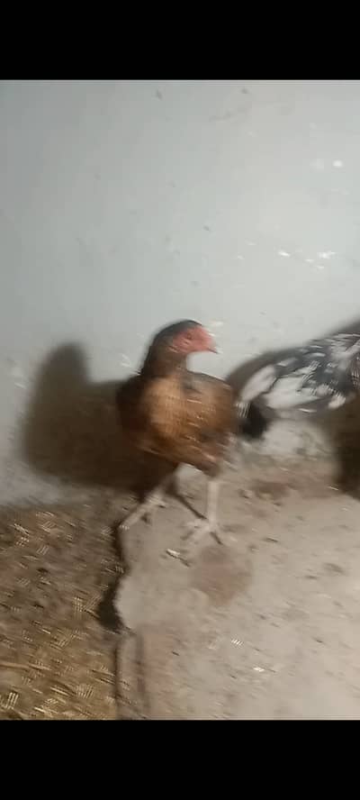 Pure Desi Golden misri murgiya