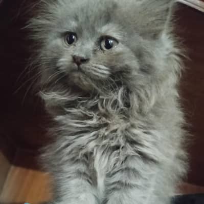 Persian kitten free home delivery