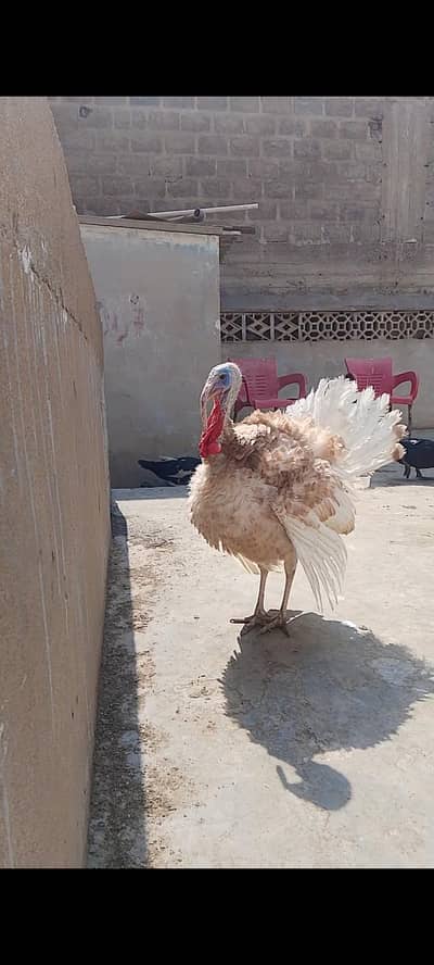 Gher ma palay ha x  kerna start ho gae ha 1st breed karein ga