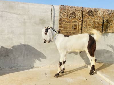 Beetal beautiful bakra
