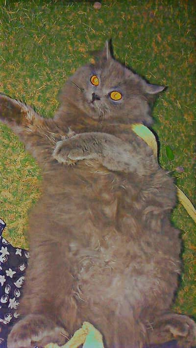 Grey Persian Male for sale
