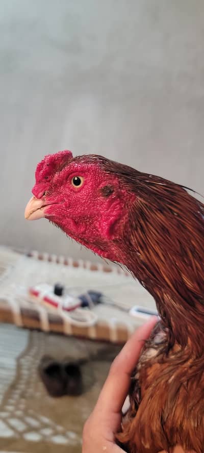 Mianwali aseel and thekar