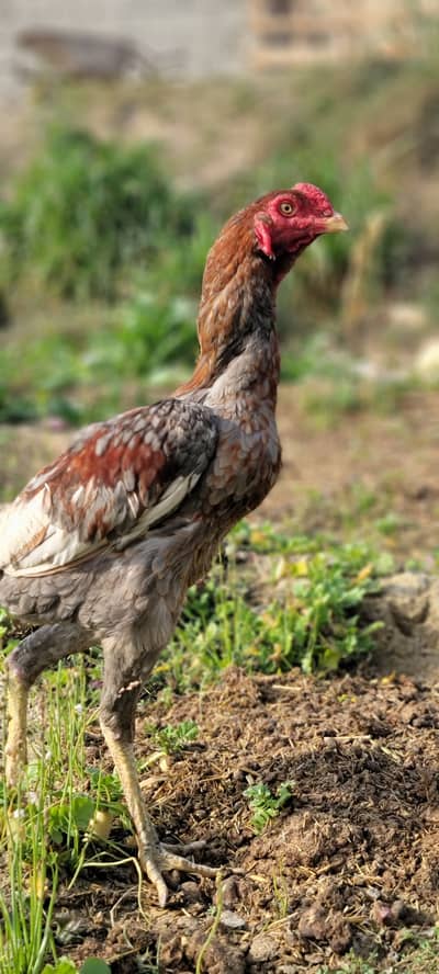 Mianwali aseel and thekar