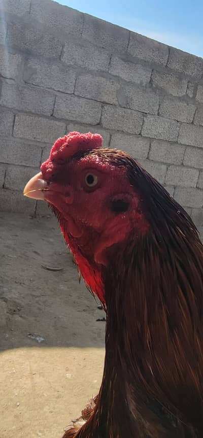 Aseel murga for sale and thekar