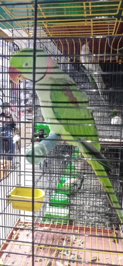 Pahari Raw Parrot 