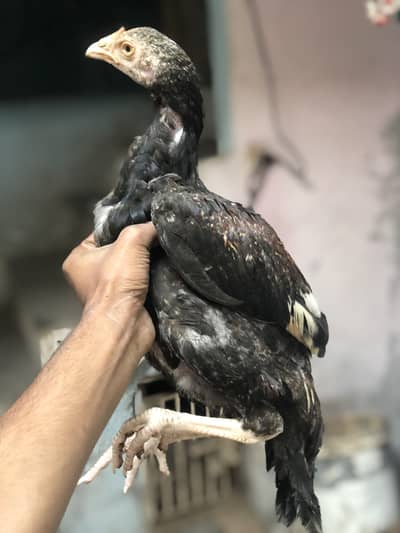 4 Asee chicks for sale per pice 2000 whatsapp number 03117274989